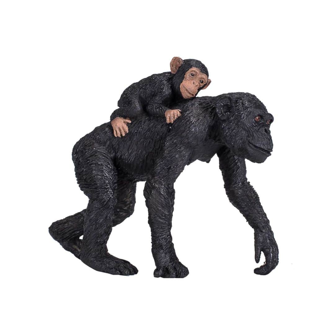 Chimpanse Og Unge Mojo